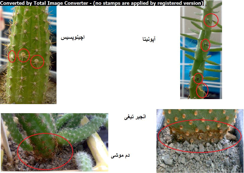 تصویر پرسش و پاسخ گیاه
